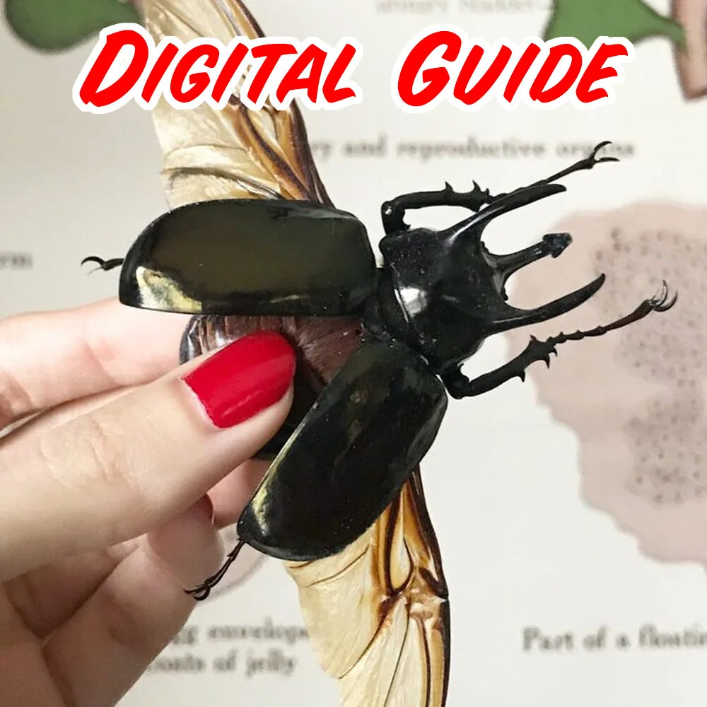DeliciousTaylormade BeeAroundLil’BEEtle Download - Beetle Spreading — mickey alice kwapis